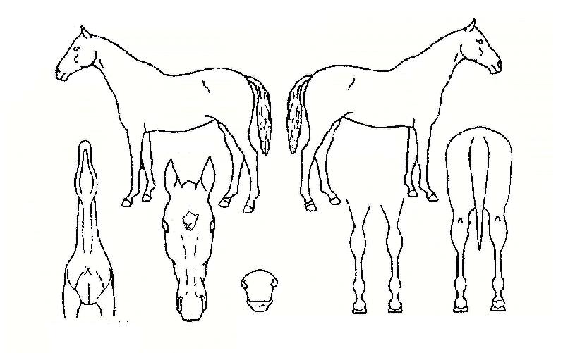 Àü³óȲÁ¦ÀÇ Ãø¸é,¿ì¸é,µÞ¸é,µÎ»ó,´Ù¸®ÀÇ Æ¯Â¡µµÇØ