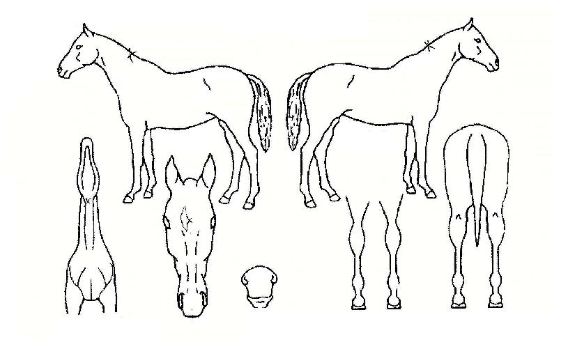 Ŀ������ ����,���,�޸�,�λ�,�ٸ��� Ư¡����