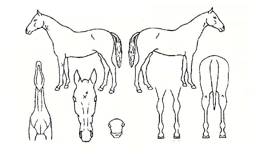 ÄõÅ͹éÀÇ Ãø¸é,¿ì¸é,µÞ¸é,µÎ»ó,´Ù¸®ÀÇ Æ¯Â¡µµÇØ