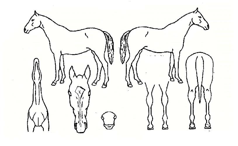 ½´ÆÛ¹èÅÏÀÇ Ãø¸é,¿ì¸é,µÞ¸é,µÎ»ó,´Ù¸®ÀÇ Æ¯Â¡µµÇØ