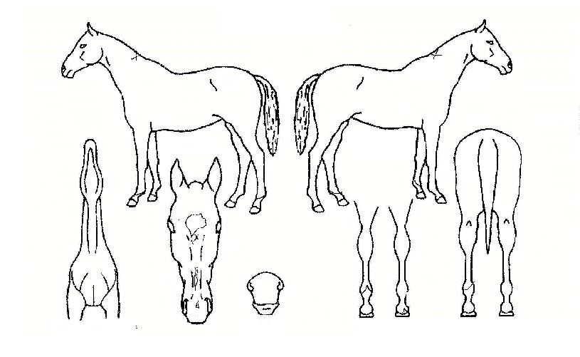 ÀϼºÅ¸À̰ÅÀÇ Ãø¸é,¿ì¸é,µÞ¸é,µÎ»ó,´Ù¸®ÀÇ Æ¯Â¡µµÇØ