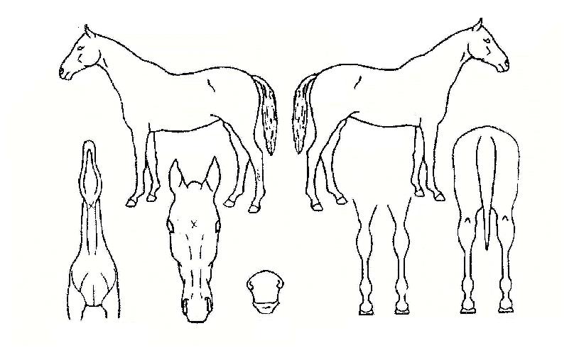 ½´ÆÛ¿¡À̽ºÀÇ Ãø¸é,¿ì¸é,µÞ¸é,µÎ»ó,´Ù¸®ÀÇ Æ¯Â¡µµÇØ