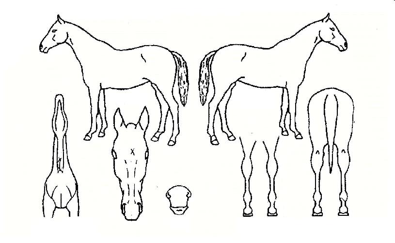 ��������� ����,���,�޸�,�λ�,�ٸ��� Ư¡����