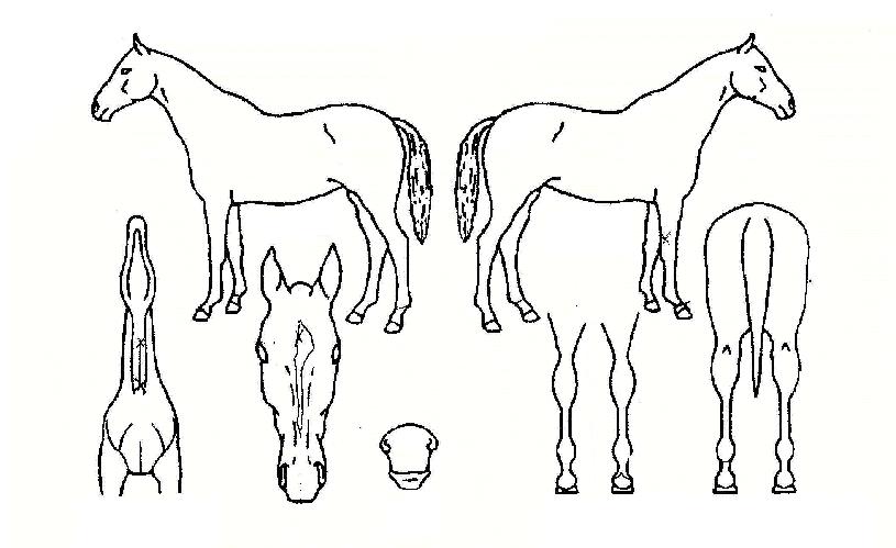 ³ª³ëÆÄÀÌÅÍÀÇ Ãø¸é,¿ì¸é,µÞ¸é,µÎ»ó,´Ù¸®ÀÇ Æ¯Â¡µµÇØ