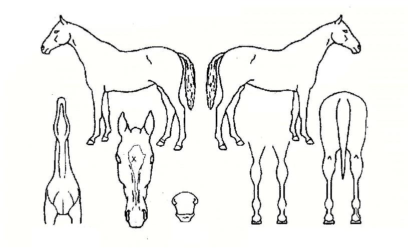 �����������ڸ��� ����,���,�޸�,�λ�,�ٸ��� Ư¡����