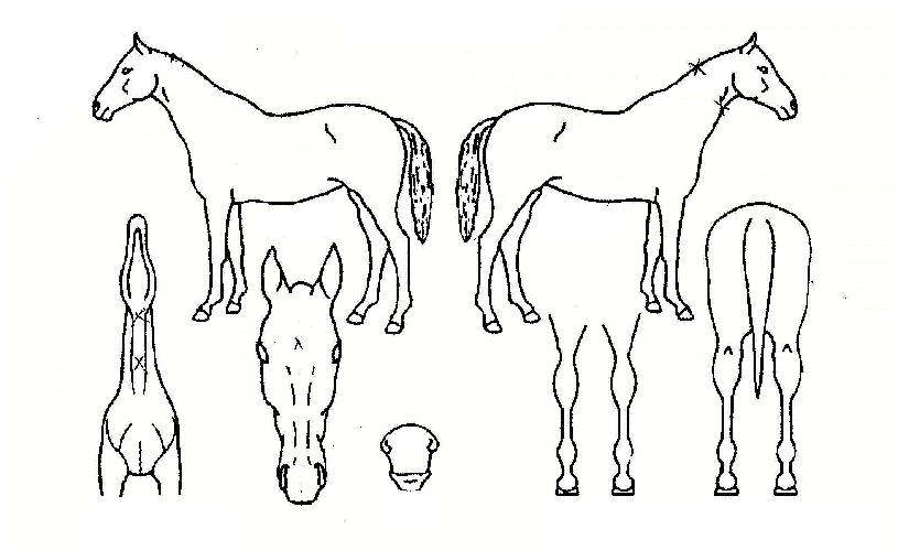 »ç¸°Å×ÀÌÅ©ÀÕÀÚ¸¶ÀÇ Ãø¸é,¿ì¸é,µÞ¸é,µÎ»ó,´Ù¸®ÀÇ Æ¯Â¡µµÇØ