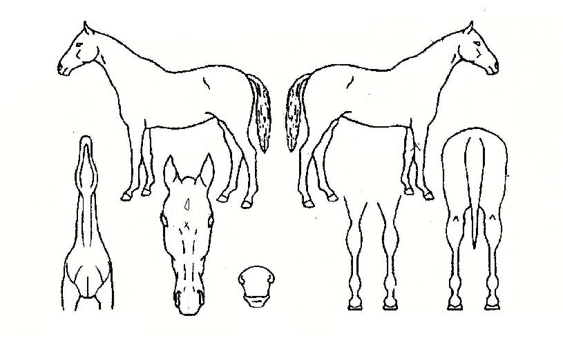 Ȳ±ÝÀü»çÀÇ Ãø¸é,¿ì¸é,µÞ¸é,µÎ»ó,´Ù¸®ÀÇ Æ¯Â¡µµÇØ