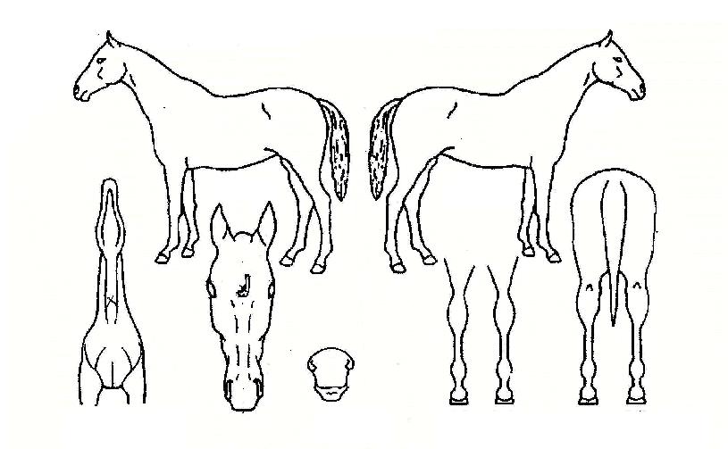 ÆøÇ³Ã³·³ÀÇ Ãø¸é,¿ì¸é,µÞ¸é,µÎ»ó,´Ù¸®ÀÇ Æ¯Â¡µµÇØ