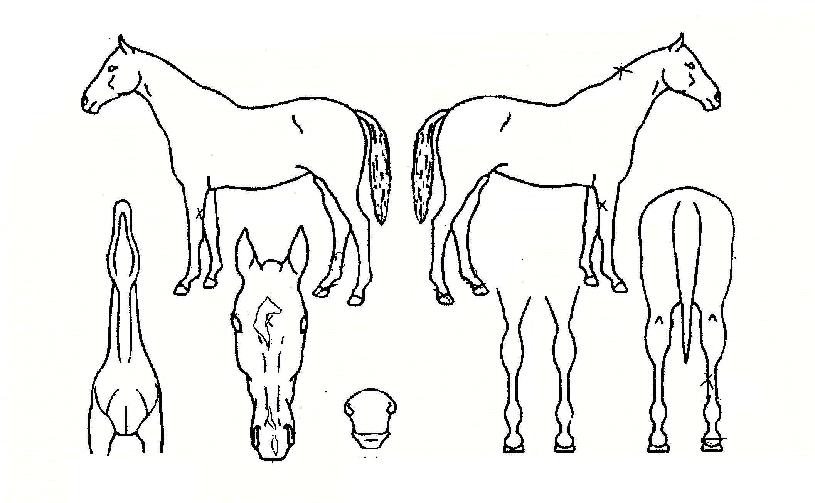 ������Ĺ�� ����,���,�޸�,�λ�,�ٸ��� Ư¡����