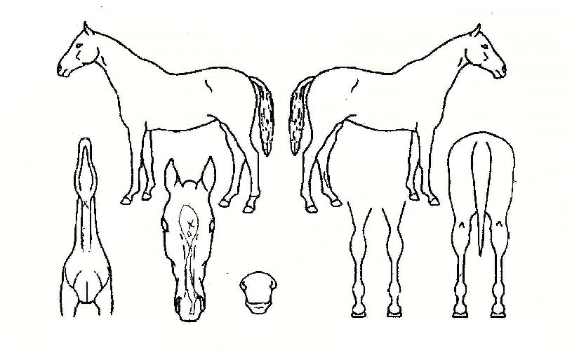 ���������� ����,���,�޸�,�λ�,�ٸ��� Ư¡����