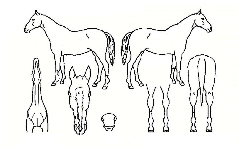 ´ºÇì·ÎÀÎÀÇ Ãø¸é,¿ì¸é,µÞ¸é,µÎ»ó,´Ù¸®ÀÇ Æ¯Â¡µµÇØ