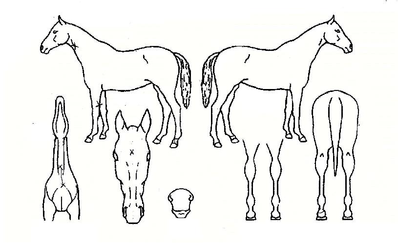 ��õ������ ����,���,�޸�,�λ�,�ٸ��� Ư¡����