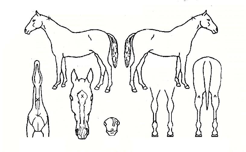 °ñµçÀÓÆÑÆ®ÀÇ Ãø¸é,¿ì¸é,µÞ¸é,µÎ»ó,´Ù¸®ÀÇ Æ¯Â¡µµÇØ