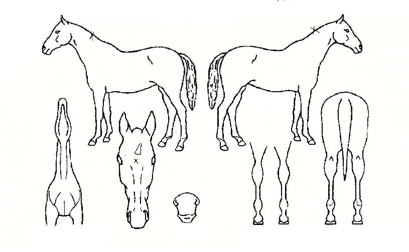 À§³ÊÆ÷ÀÎÆ®ÀÇ Ãø¸é,¿ì¸é,µÞ¸é,µÎ»ó,´Ù¸®ÀÇ Æ¯Â¡µµÇØ