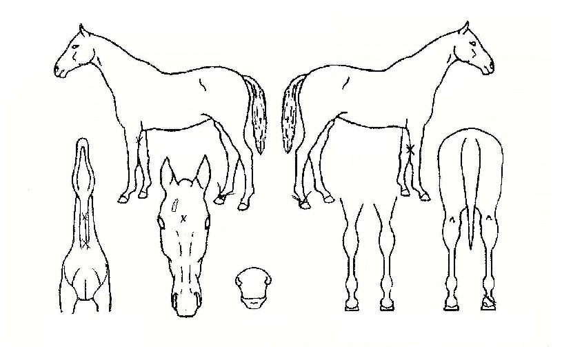 ´ºÄ°½ºÀÇ Ãø¸é,¿ì¸é,µÞ¸é,µÎ»ó,´Ù¸®ÀÇ Æ¯Â¡µµÇØ