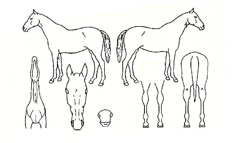 �����ڸ��� ����,���,�޸�,�λ�,�ٸ��� Ư¡����