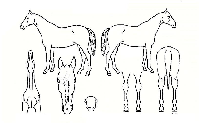 ¿Ã¿þÀÌÁîÀ©ÀÇ Ãø¸é,¿ì¸é,µÞ¸é,µÎ»ó,´Ù¸®ÀÇ Æ¯Â¡µµÇØ