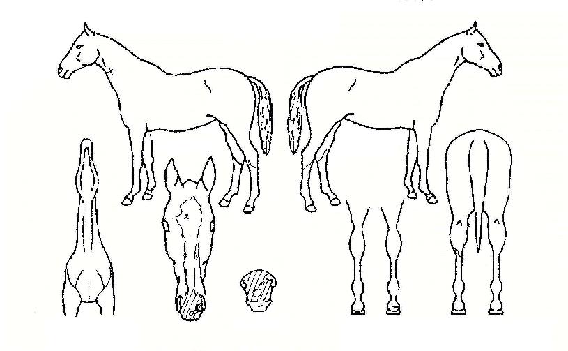 ���������� ����,���,�޸�,�λ�,�ٸ��� Ư¡����