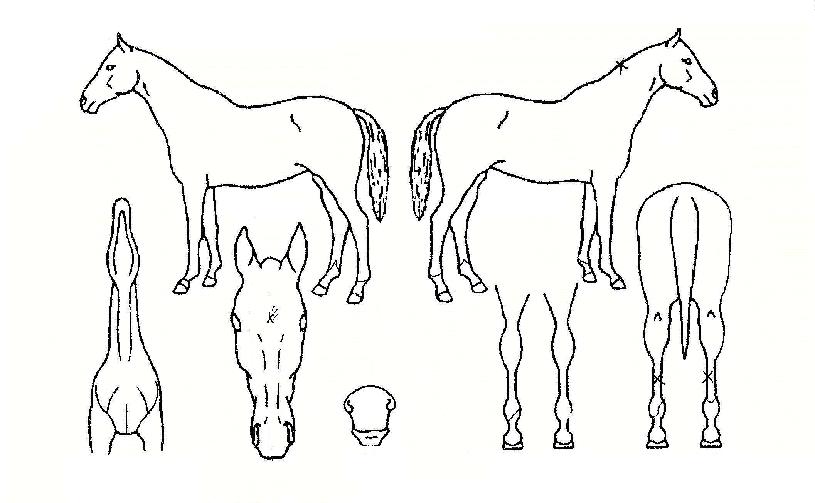 ����Ʈ���ǵ��� ����,���,�޸�,�λ�,�ٸ��� Ư¡����