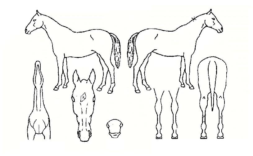 �ٸ����� ����,���,�޸�,�λ�,�ٸ��� Ư¡����