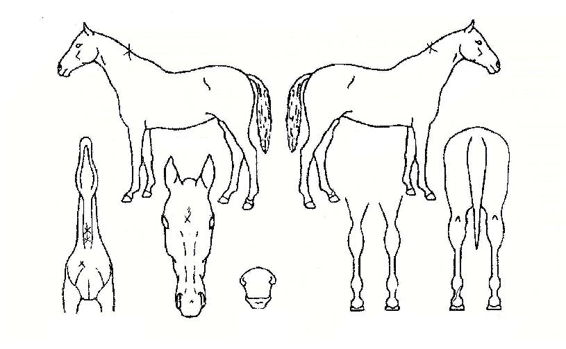 ���ӿ����� ����,���,�޸�,�λ�,�ٸ��� Ư¡����