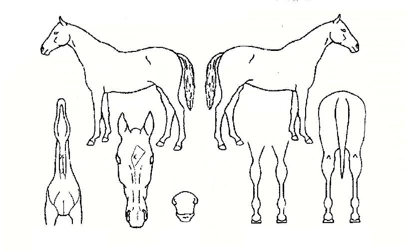 ¿ø´õ۵åÀÇ Ãø¸é,¿ì¸é,µÞ¸é,µÎ»ó,´Ù¸®ÀÇ Æ¯Â¡µµÇØ