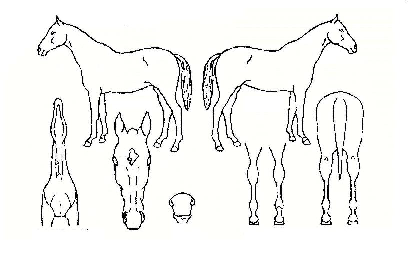 ��ȣ����� ����,���,�޸�,�λ�,�ٸ��� Ư¡����