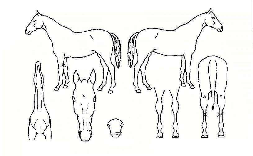 ½´ÆÛÃÊÄݸ´ÀÇ Ãø¸é,¿ì¸é,µÞ¸é,µÎ»ó,´Ù¸®ÀÇ Æ¯Â¡µµÇØ