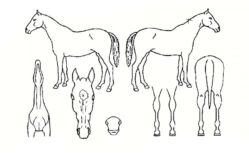 ���̵��� ����,���,�޸�,�λ�,�ٸ��� Ư¡����