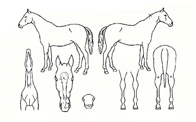 ������Ʈ�� ����,���,�޸�,�λ�,�ٸ��� Ư¡����