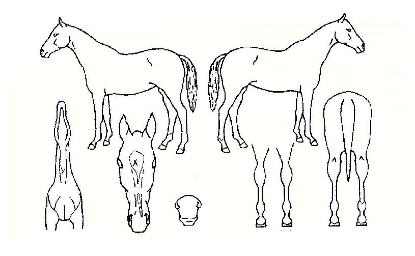 ��������� ����,���,�޸�,�λ�,�ٸ��� Ư¡����