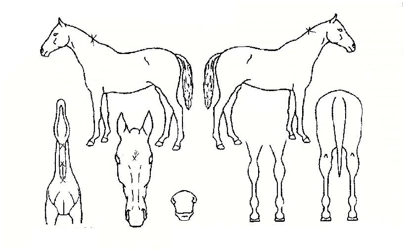 �������� ����,���,�޸�,�λ�,�ٸ��� Ư¡����