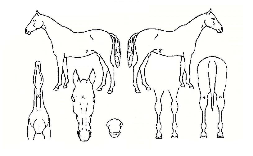 dz¸¶½ÅÀÇ Ãø¸é,¿ì¸é,µÞ¸é,µÎ»ó,´Ù¸®ÀÇ Æ¯Â¡µµÇØ