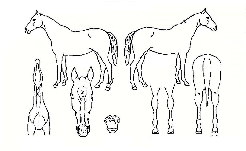 ��ġ�� ����,���,�޸�,�λ�,�ٸ��� Ư¡����