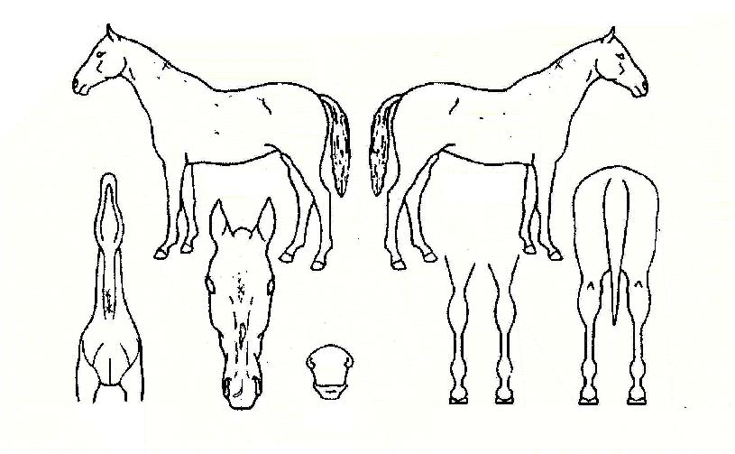 Ȳ�ݰ����� ����,���,�޸�,�λ�,�ٸ��� Ư¡����