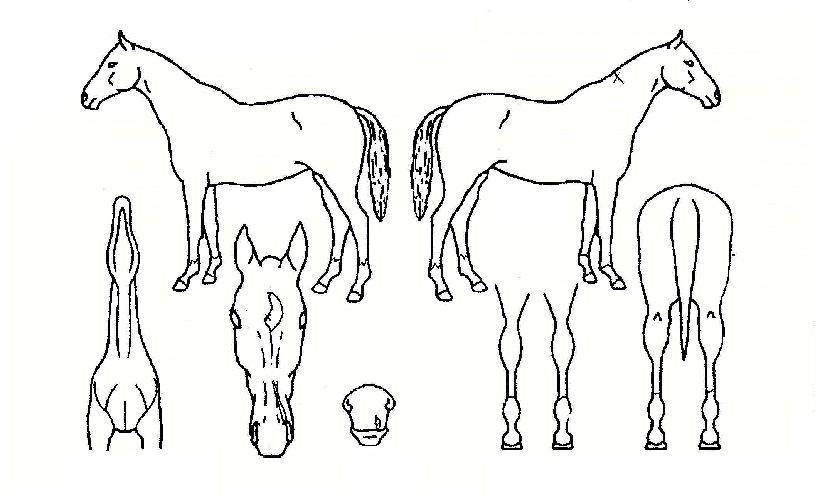 ÃÊ¿ø¹éÀÛÀÇ Ãø¸é,¿ì¸é,µÞ¸é,µÎ»ó,´Ù¸®ÀÇ Æ¯Â¡µµÇØ