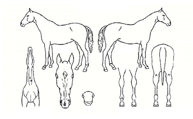 ´º¾Øµåº£½ºÆ®ÀÇ Ãø¸é,¿ì¸é,µÞ¸é,µÎ»ó,´Ù¸®ÀÇ Æ¯Â¡µµÇØ