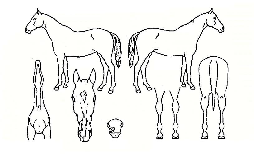 Ȧ������ ����,���,�޸�,�λ�,�ٸ��� Ư¡����