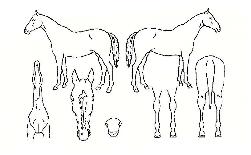 ¹Ì¸£³ª·¡ÀÇ Ãø¸é,¿ì¸é,µÞ¸é,µÎ»ó,´Ù¸®ÀÇ Æ¯Â¡µµÇØ