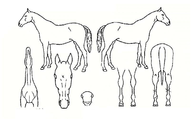 ����ũ�Ҹ��� ����,���,�޸�,�λ�,�ٸ��� Ư¡����