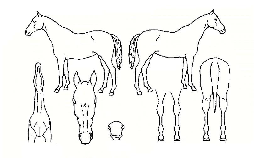 ���ѻ꼺�� ����,���,�޸�,�λ�,�ٸ��� Ư¡����