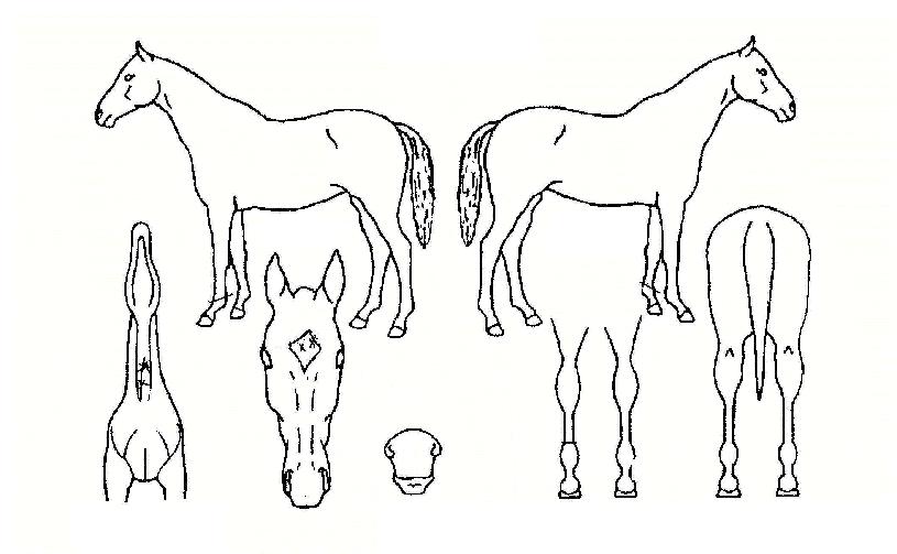 ���¸��� ����,���,�޸�,�λ�,�ٸ��� Ư¡����