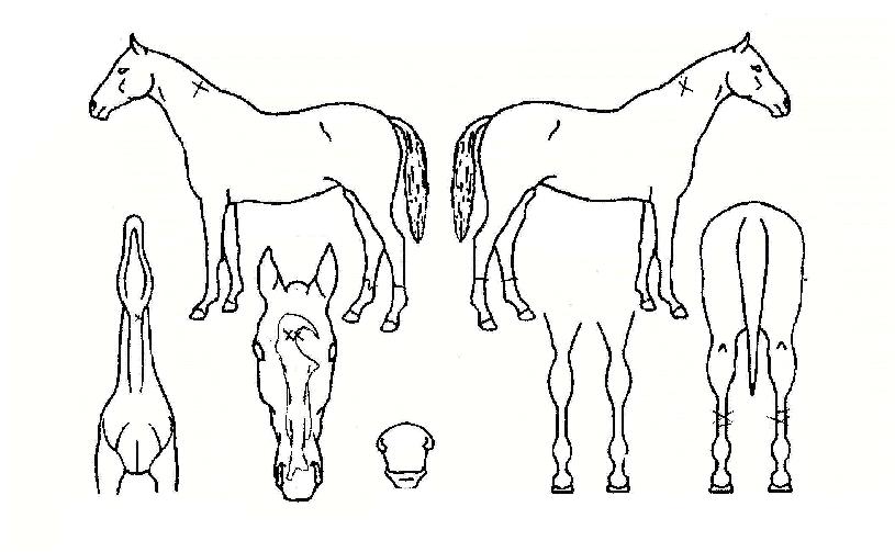 縰ÁöºñÀüÀÇ Ãø¸é,¿ì¸é,µÞ¸é,µÎ»ó,´Ù¸®ÀÇ Æ¯Â¡µµÇØ