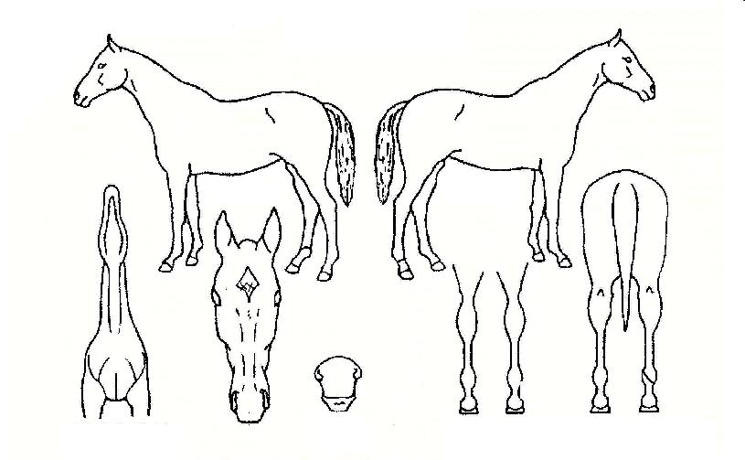 ���������� ����,���,�޸�,�λ�,�ٸ��� Ư¡����