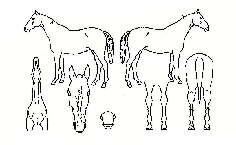 ¿¡¹öÀ§³ÊÀÇ Ãø¸é,¿ì¸é,µÞ¸é,µÎ»ó,´Ù¸®ÀÇ Æ¯Â¡µµÇØ