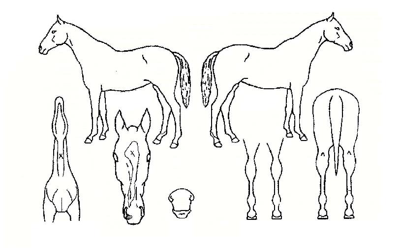 ���ξ������ ����,���,�޸�,�λ�,�ٸ��� Ư¡����