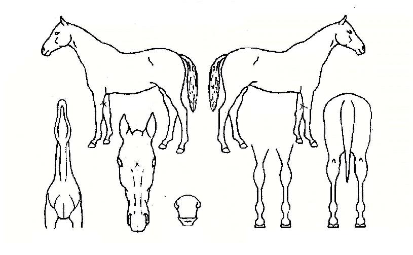 �׸�����Ʈ�ڸ��� ����,���,�޸�,�λ�,�ٸ��� Ư¡����