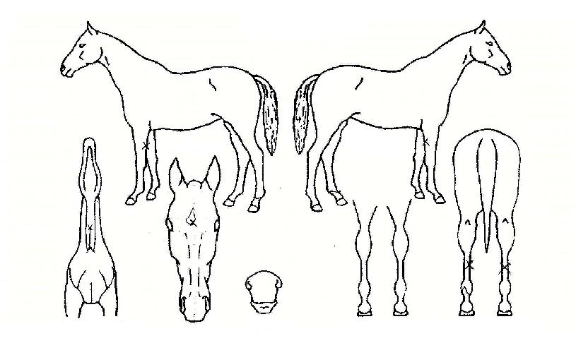 ��������� ����,���,�޸�,�λ�,�ٸ��� Ư¡����