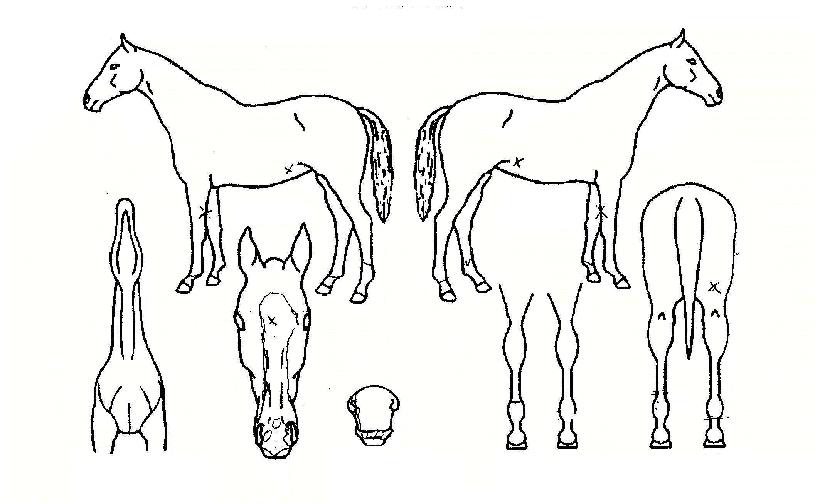 ¾ßÈĵð۵åÀÇ Ãø¸é,¿ì¸é,µÞ¸é,µÎ»ó,´Ù¸®ÀÇ Æ¯Â¡µµÇØ