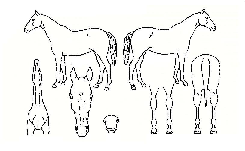 Àººû°Å¿ïÀÇ Ãø¸é,¿ì¸é,µÞ¸é,µÎ»ó,´Ù¸®ÀÇ Æ¯Â¡µµÇØ